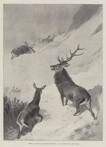 Sporting Subjects, Through the Deep Drift by Archibald Thorburn